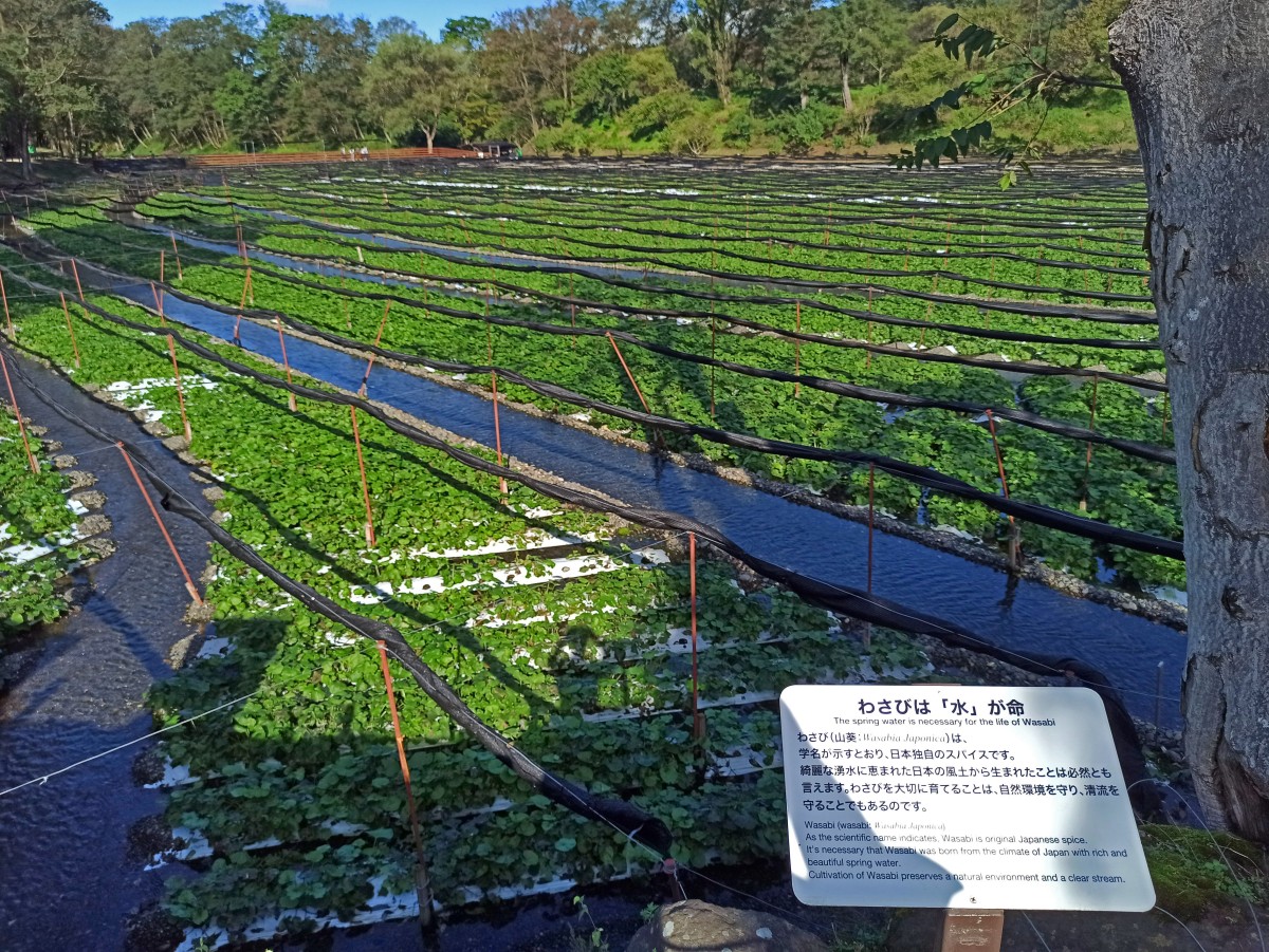 wasabi plantation Japan